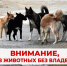 В Вадинском районе проводится отлов животных без владельцев! - Вадинский район